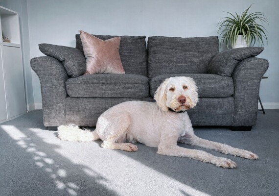 Plants, Carpets and Cleaner Air: What Really Helps a Home Feel Fresher