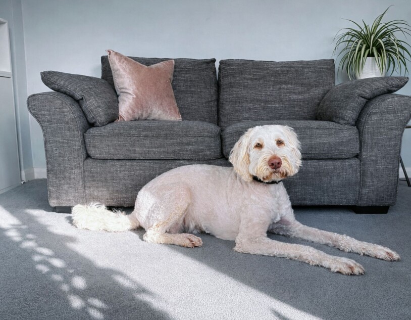 Plants, Carpets and Cleaner Air: What Really Helps a Home Feel Fresher